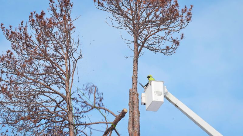 Arborist Tree Service