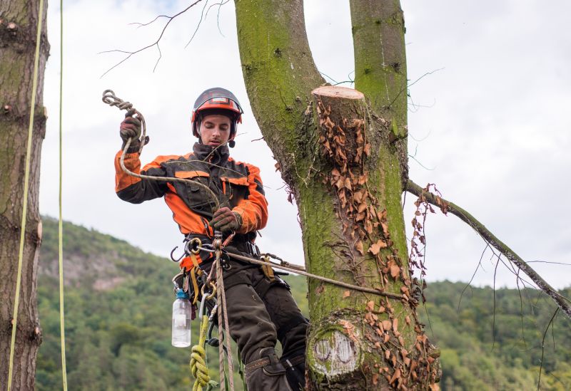 Arborist Tree Service