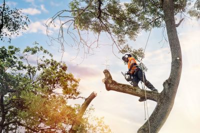 Arborist Tree Service