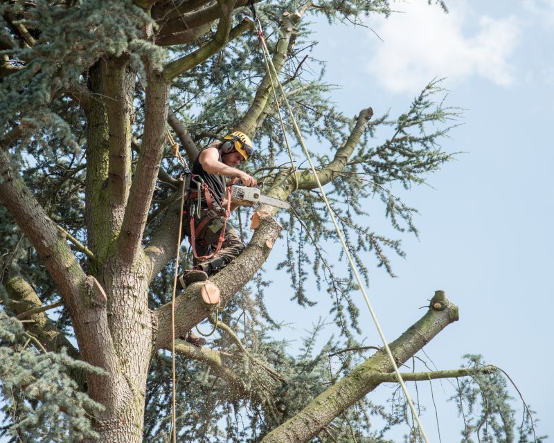 Arborist Tree Service