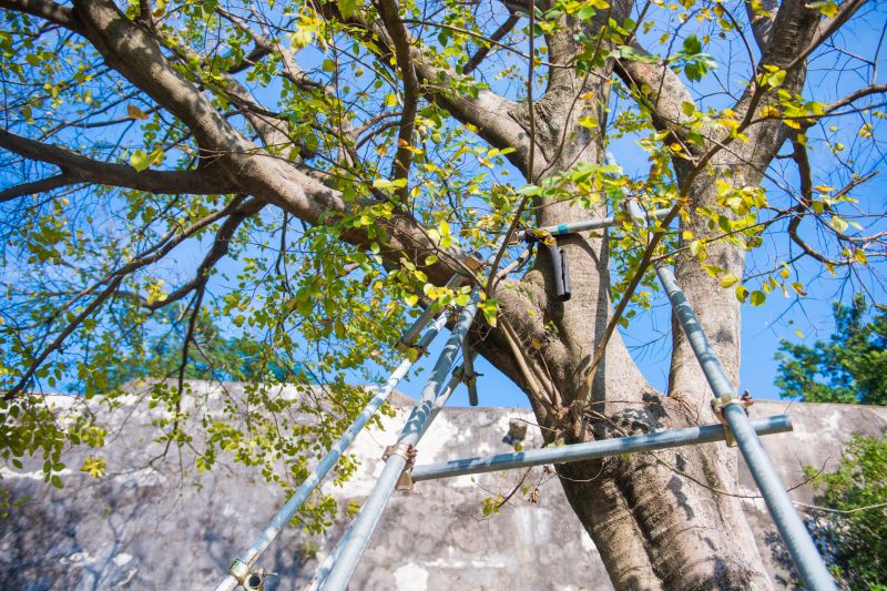 Tree Cabling Service